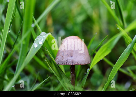 Champignon dans l'herbe verte avec des gouttes de close-up Banque D'Images