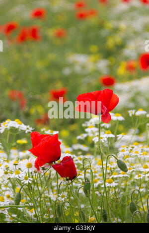 Marguerites et coquelicots dans un champ Banque D'Images