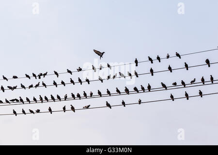 Beaucoup de pigeons dans une rangée sur plusieurs câbles d'électricité ou de téléphone Banque D'Images