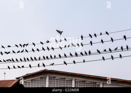 Beaucoup de pigeons dans une rangée sur plusieurs câbles d'électricité ou de téléphone Banque D'Images