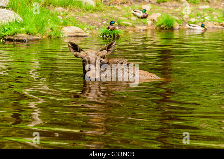 L'orignal (Alces alces), ici un taureau est la baignade dans un lac de forêt. La plupart des corps est déjà sous l'eau. Banque D'Images