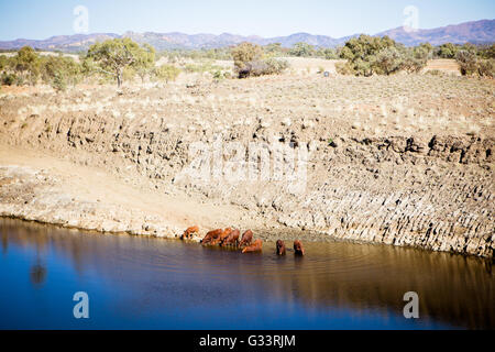 Un troupeau de vaches boire dans un barrage dans près de Gemtree dans le Territoire du Nord, Australie Banque D'Images