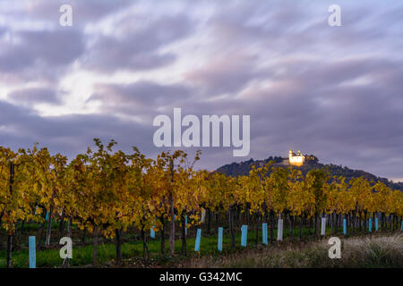 Vignes sur le look de Leopoldsberg Nussberg , avec l'église saint Léopold, l'Autriche, Wien, 19., Wien, Vienne Banque D'Images