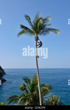 Coupe homme mexicain de coco et feuilles de palmier de palmier le long de l'océan à Acapulco, Mexique. Banque D'Images