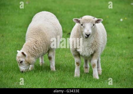 Deux agneaux gallois sur le pâturage d'herbe luxuriante dans un champ. Banque D'Images