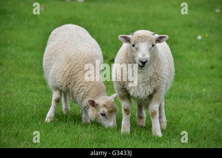 Deux agneaux gallois sur le pâturage d'herbe luxuriante dans un champ. Banque D'Images