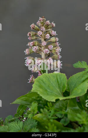 , Pétasite Petasites hybridus, la floraison sur les rives de la Kennet and Avon Canal, Avril Banque D'Images