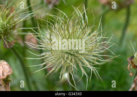 Une anémone pulsatille, Pulsatilla vulgaris, seedhead avec gouttelettes d'eau dans la pluie, dans le Berkshire, Mai Banque D'Images