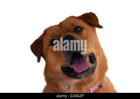 Akita-Rottweiler chien de race Banque D'Images