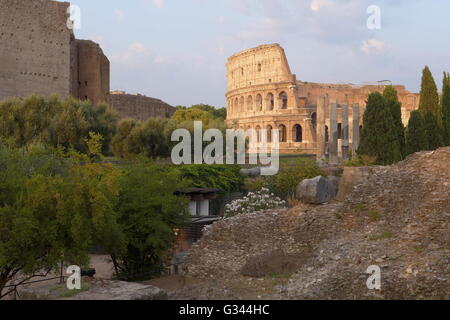 Colisée à Rome avec la lumière du soir Banque D'Images