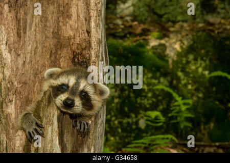 Un bébé raton laveur se cache dans un arbre évidé. Banque D'Images