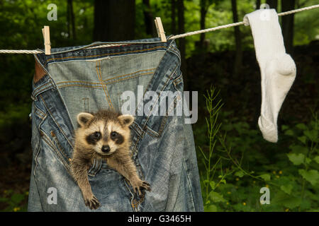 Un bébé raton laveur se cachant dans une laverie séchant sur la corde à linge. Banque D'Images