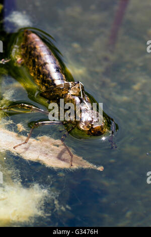 Exuvie (MTT) d'un chaser valides (Libellula depressa) Banque D'Images