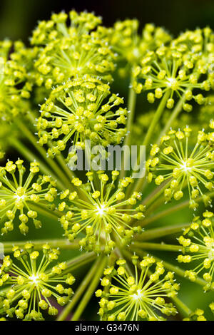 Close-up of Angelica archangelica capitule. Banque D'Images