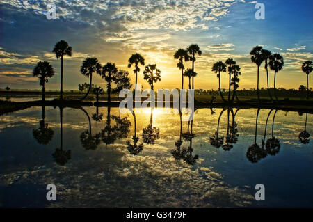 Beau paysage de la nature avec des nuages, la rangée de palmiers en silhouette refléter sur l'eau de surface de la rivière Banque D'Images
