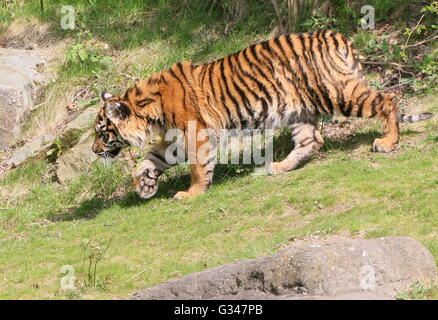 Femelle juvénile tigre de Sumatra (Panthera tigris sumatrae) sur le prowl Banque D'Images