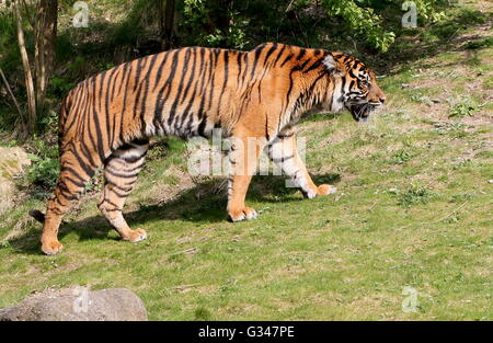 Femelle adulte tigre de Sumatra (Panthera tigris sumatrae) sur le prowl Banque D'Images
