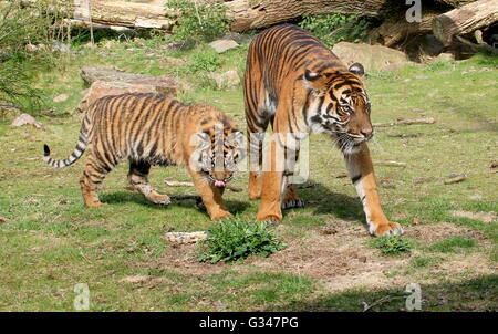 Mère et fille tigre de Sumatra (Panthera tigris sumatrae) Banque D'Images