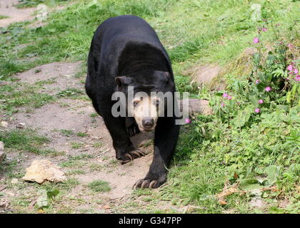 Soleil d'Asie du Sud-Est ou de l'ours (Helarctos malayanus ours de miel) flâner vers l'appareil photo Banque D'Images