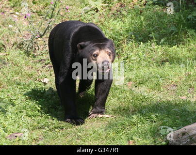 Soleil d'Asie du Sud-Est ou de l'ours (Helarctos malayanus ours de miel) la marche vers l'appareil photo Banque D'Images