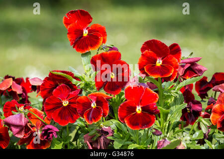 Pensées en rouge,jardin pensées close up. Fleurs lumineuses. Banque D'Images