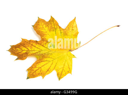 Yellowulticolor à feuilles d'érable de l'automne. Isolé sur fond blanc Banque D'Images