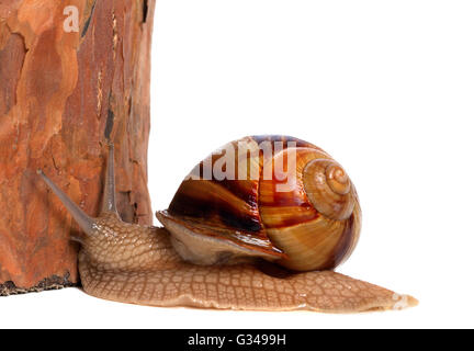 Escargot et pin, isolé sur fond blanc. Vue rapprochée Banque D'Images