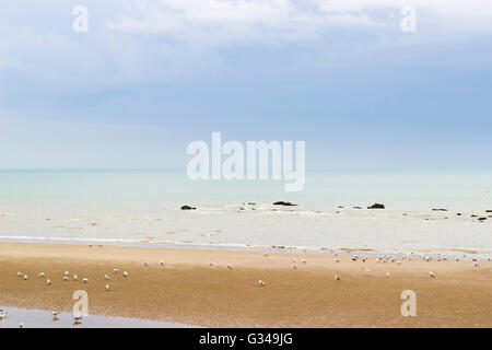 Un grand groupe de mouettes se reposant sur la plage de Hastings, Angleterre. Banque D'Images