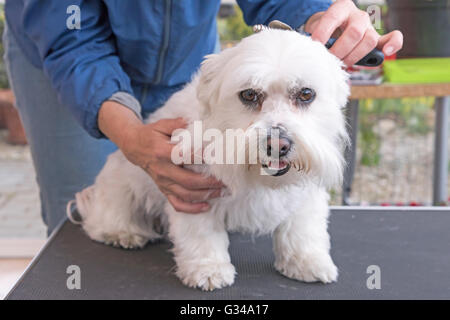 Peignant la tête de chien maltais blanc. Chien est assis sur la table de toilettage. Banque D'Images