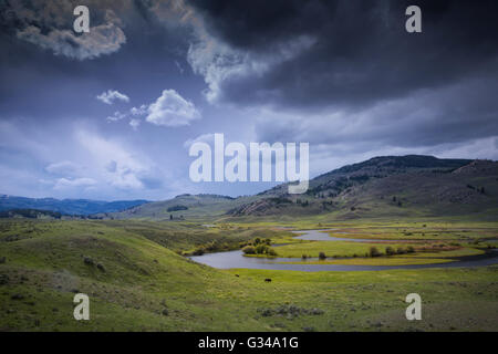 USA, Rockie Mountains, Wyoming, Yellowstone, Parc National, l'UNESCO, Patrimoine Mondial, Lamar Valley, Bison bison, bison, Banque D'Images