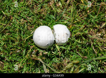 Lycoperdon - Champignons Puffball Banque D'Images