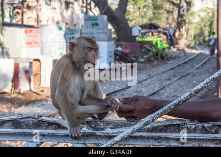 Petit Singe (APE) et l'ancien chemin de fer britannique un vieux train britannique à Yangon, Yangoon, Myanmar, Birmanie, Birmanie, Asie du Sud, Asie Banque D'Images