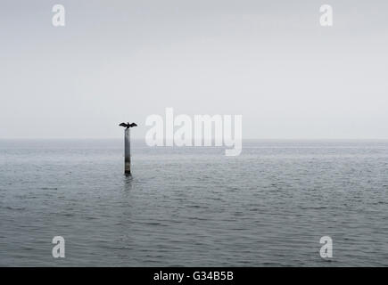 Grand Cormoran (Phalacrocorax) assis sur le poteau au milieu d'une mer calme, répandre des ailes. Banque D'Images