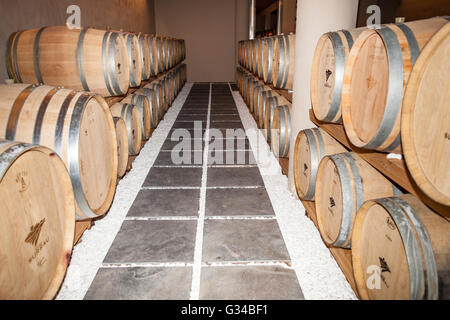 Barils de vin, Vigne, vignoble Surrau Surrau, Arzachena, Sardaigne, Italie Banque D'Images