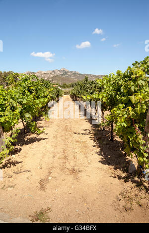 Le vignoble, Vigne, vignoble Surrau Surrau, Arzachena, Sardaigne, Italie Banque D'Images