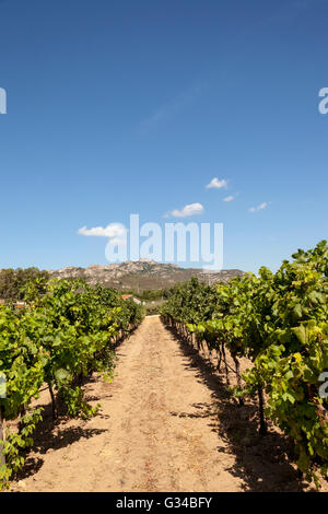 Le vignoble, Vigne, vignoble Surrau Surrau, Arzachena, Sardaigne, Italie Banque D'Images