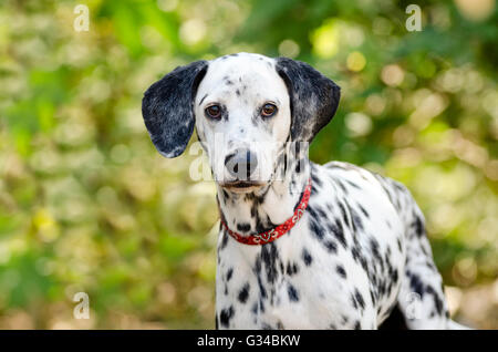 Chien dalmatien Dalmatien est un curieux dans la nature vous regarde avec ses grands yeux magnifiques. Banque D'Images