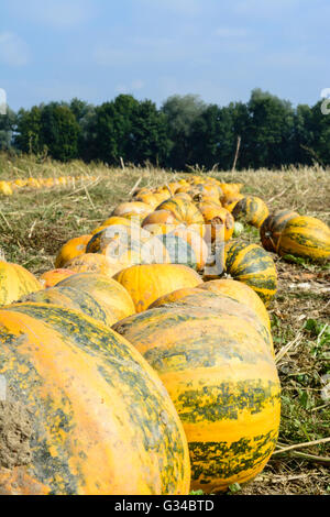 Pumpkins tendu pour la récolte, l'Autriche, Styrie, Carinthie, Südwest-Steiermark Söding-Sankt, Johann Banque D'Images