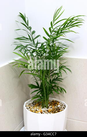 Plante de maison Neanthe bella ou également connu sous le nom de palmier Parlour en perlite et vermiculite mix Banque D'Images