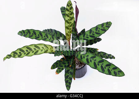 Calathea lancifolia Calathea insignis ou ou également connu sous le nom de serpent à sonnette, Plante Plante zèbre, la prière ou l'usine Usine de paon. Banque D'Images