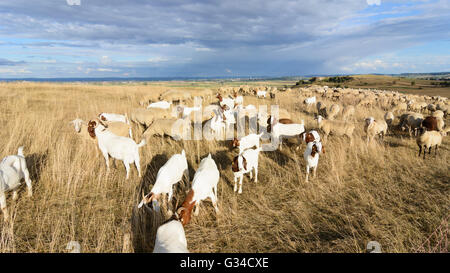 Troupeau de moutons et chèvres sur le Goldberg donnant sur la dépression Nördlinger Ries et ville de Nördlingen, Allemagne, Bayern, Bavière Banque D'Images