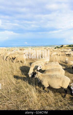 Troupeau de moutons et chèvres sur le Goldberg donnant sur la dépression Nördlinger Ries et ville de Nördlingen, Allemagne, Bayern, Bavière Banque D'Images