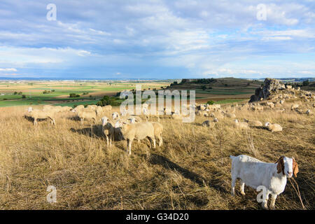 Troupeau de moutons et chèvres sur le Goldberg donnant sur la dépression Nördlinger Ries et ville de Nördlingen, Allemagne, Bayern, Bavière Banque D'Images