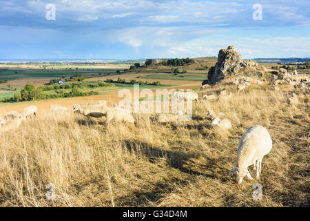 Troupeau de moutons et chèvres sur le Goldberg donnant sur la dépression Nördlinger Ries et ville de Nördlingen, Allemagne, Bayern, Bavière Banque D'Images