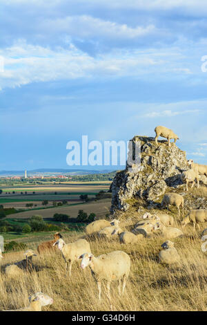 Troupeau de moutons et chèvres sur le Goldberg donnant sur la dépression Nördlinger Ries et ville de Nördlingen, Allemagne, Bayern, Bavière Banque D'Images