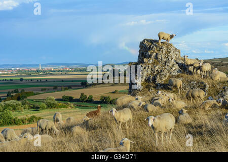 Troupeau de moutons et chèvres sur le Goldberg donnant sur la dépression Nördlinger Ries et ville de Nördlingen, Allemagne, Bayern, Bavière Banque D'Images