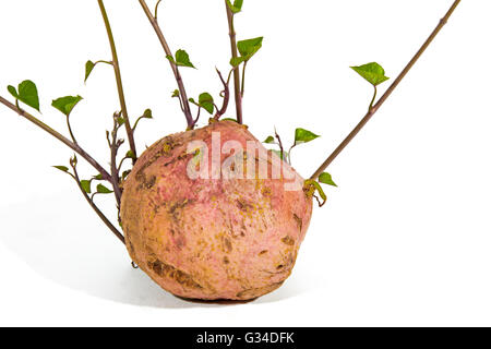 Close up studio shot of sprouting sweet potato pousses et feuilles vertes sur fond blanc Banque D'Images