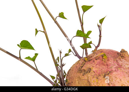 Close up studio shot of sprouting sweet potato pousses et feuilles vertes sur fond blanc Banque D'Images