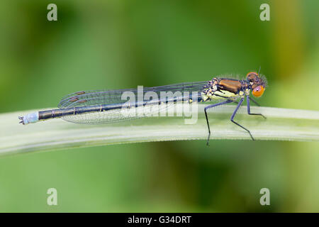 Demoiselle aux yeux rouges, Erythromma najas mâles immatures | Banque D'Images