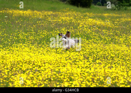 Peterborough (Cambridgeshire, Angleterre. 7 juin, 2016. Cookie le cockapoo chien court à travers une prairie avec un pool de renoncules, d'or sur une chaude journée de Peterborough, Cambridgeshire. Crédit : Paul Marriott/Alamy Live News Banque D'Images